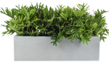 CANNON Planter