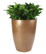 RALEIGH Planter