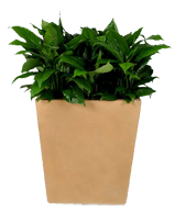 ST. LOUIS Planter